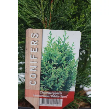 White spot hamisciprus Chamaecyparis lawsoniana White spot 35 cm