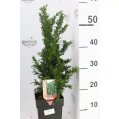  Draht hinoki álciprus Chamaecyparis lawsonianaDrahtt 35 cm P17