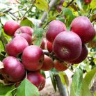 Simonffy piros alma konténeres