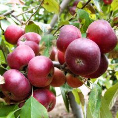 Simonffy piros alma konténeres