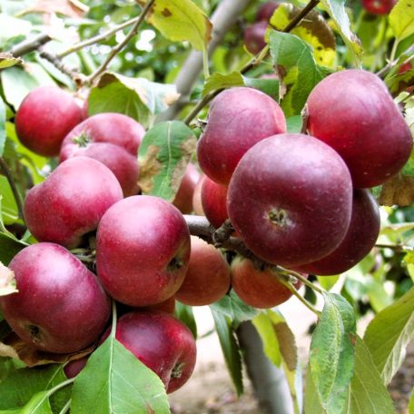 Simonffy piros alma konténeres