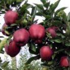 Red Chief alma konténeres