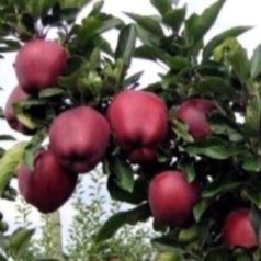 Red Chief alma konténeres