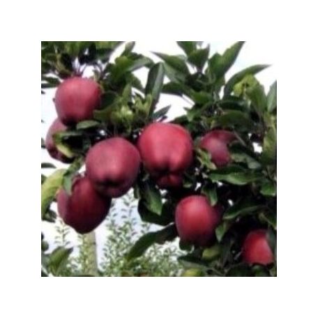 Red Chief alma konténeres