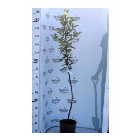 Red Chief alma konténeres