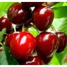 Badacsonyi óriás cseresznye konténeres