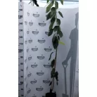 Badacsonyi óriás cseresznye konténeres