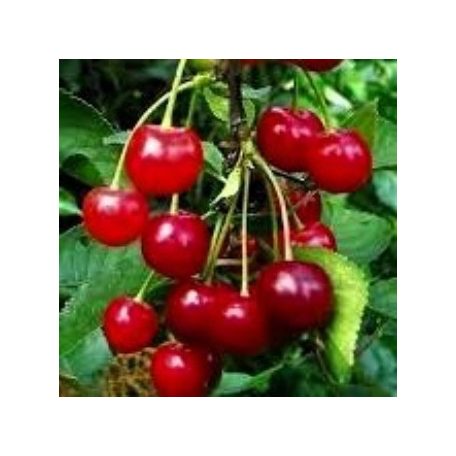 Maliga emléke meggy konténeres