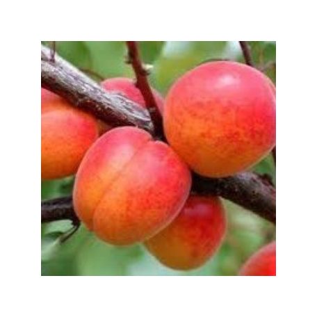 Harcot kajszi konténeres gyümölcsfa