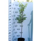 Harcot kajszi konténeres gyümölcsfa