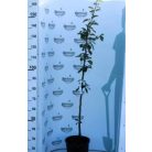 Packham's Triumph körte konténeres