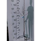 Packham's Triumph körte konténeres