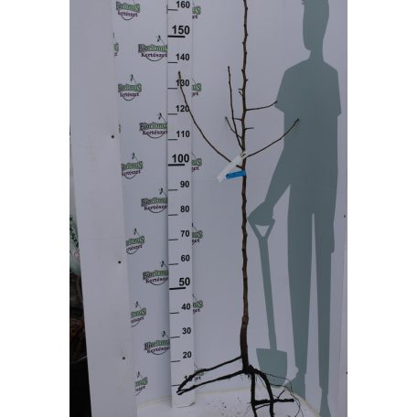 Packham's Triumph körte konténeres