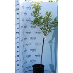 Újfehértói fürtös meggy