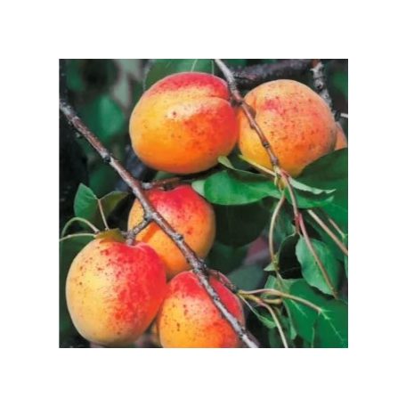 Ceglédi óriás kajszi konténeres