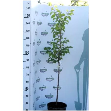 Ceglédi óriás kajszi konténeres