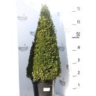 Puszpáng kúp Buxus semperivens Pyramide 50cm cs 19 cm