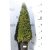 Puszpáng kúp Buxus semperivens Pyramide 50cm cs 19 cm