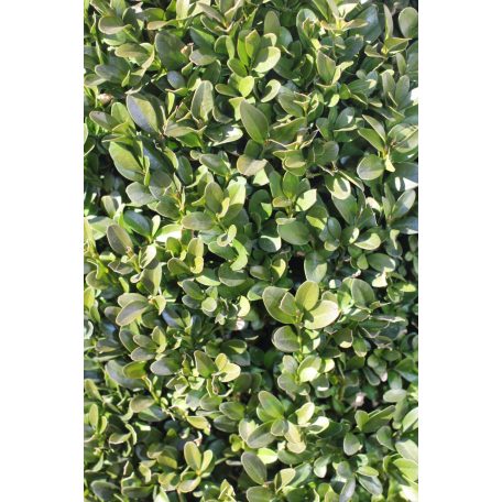 Puszpáng kúp Buxus semperivens Pyramide 50cm cs 19 cm