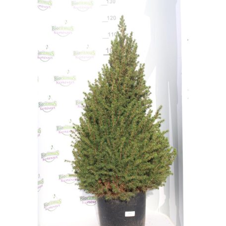 Cukorsüvegfenyő Picea glauca Conica 85-90cm cs29cm