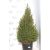 Cukorsüvegfenyő Picea glauca Conica 85-90cm cs29cm