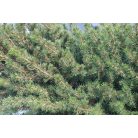 Cukorsüvegfenyő Picea glauca Conica 85-90cm cs29cm