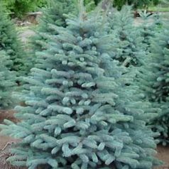 Ezüstfenyő Marci Picea pungens Marci K 90 lit. 125-150cm