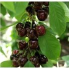 Kavics cseresznye konténeres