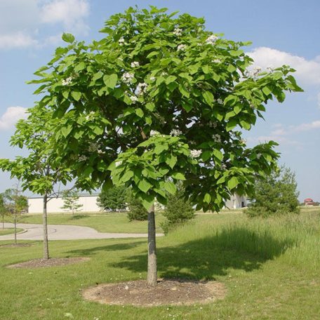 Szivarfa Catalpa bignonioides 200/250 cm