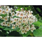 Szivarfa Catalpa bignonioides 200/250 cm