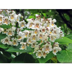 Szivarfa Catalpa bignonioides 200/250 cm