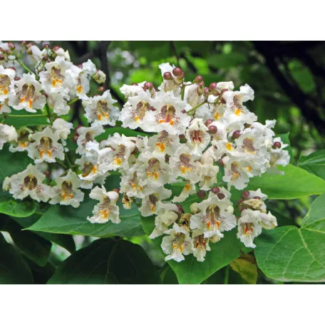 Szivarfa Catalpa bignonioides 200/250 cm