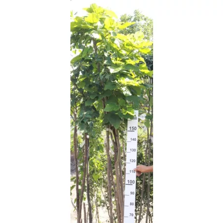 Szivarfa Catalpa bignonioides 200/250 cm