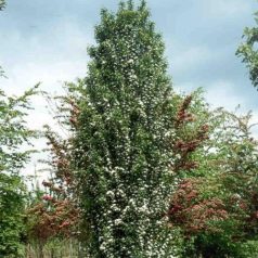   Egybibés oszlopos galagonya Crataegus monogyna 'Stricta' 100/150 cm