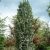 Egybibés oszlopos galagonya Crataegus monogyna 'Stricta' 100/150 cm