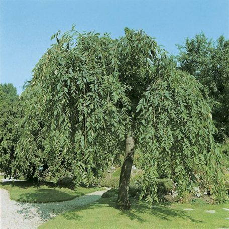 csüngő ágú magas kőris Fraxinus excelsior 'Pendula' 150/200 cm