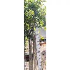   csüngő ágú magas kőris Fraxinus excelsior 'Pendula' 150/200 cm