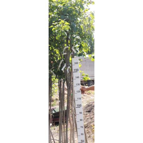 csüngő ágú magas kőris Fraxinus excelsior 'Pendula' 150/200 cm