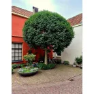 Gömb kőris Fraxinus ornus Mecsek 180/200