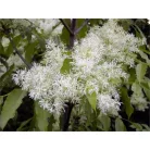 Gömb kőris Fraxinus ornus Mecsek 180/200