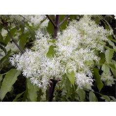 Gömb kőris Fraxinus ornus Mecsek 180/200