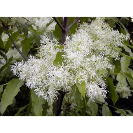 Gömb kőris Fraxinus ornus Mecsek 180/200