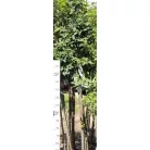 Gömb kőris Fraxinus ornus Mecsek 180/200
