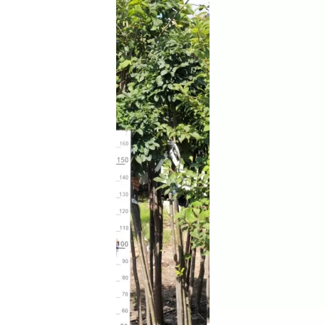 Gömb kőris Fraxinus ornus Mecsek 180/200