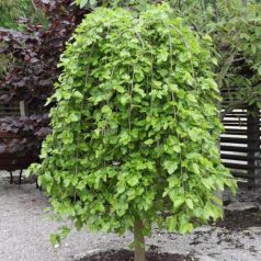 Szomorú, csüngő eperfa Morus alba Pendula 175cm-en oltott