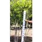 Szomorú, csüngő eperfa Morus alba Pendula 175cm-en oltott