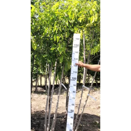 Szomorú, csüngő eperfa Morus alba Pendula 175cm-en oltott