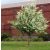 Zselnicemeggy Prunus padus 200/250 cm