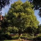 Kislevelű hárs Tilia cordata 100/150cm