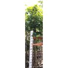 Kislevelű hárs Tilia cordata 8/10